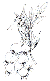 dessin au trait